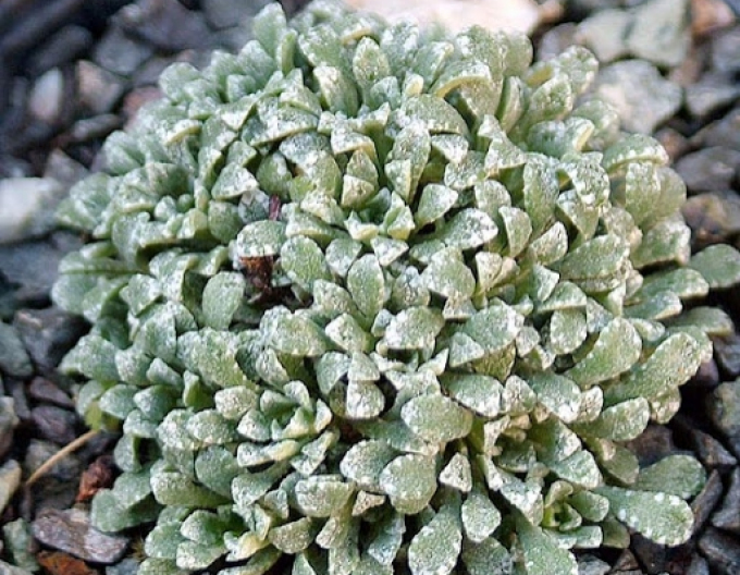 Lomicamnus ´Minutifolia´