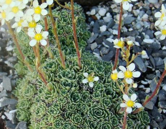 Lomicamnus ´Minutifolia´