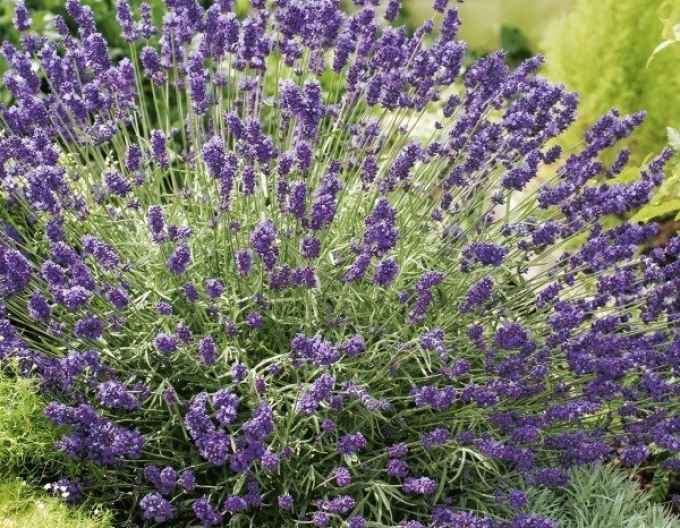 Lavanda Ardeche Blue