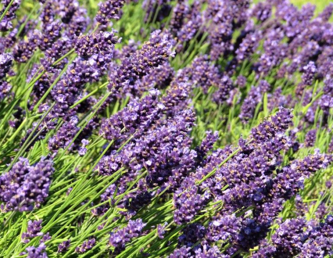 Lavanda Ardeche Blue