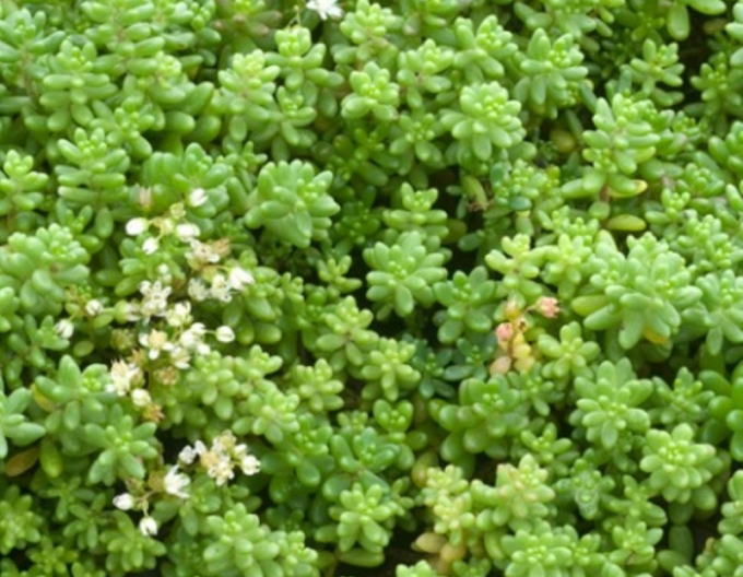 Stonecrop alb "Laconicum