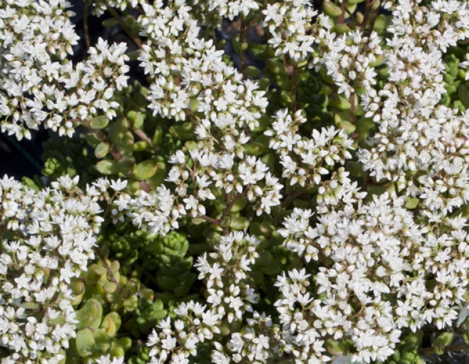 Stonecrop alb "Laconicum