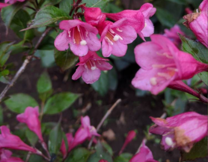 Vaigelia florida Nana Purpurea