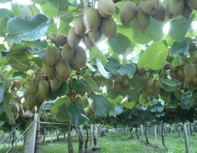 Kiwi ´Hayward´ femeie