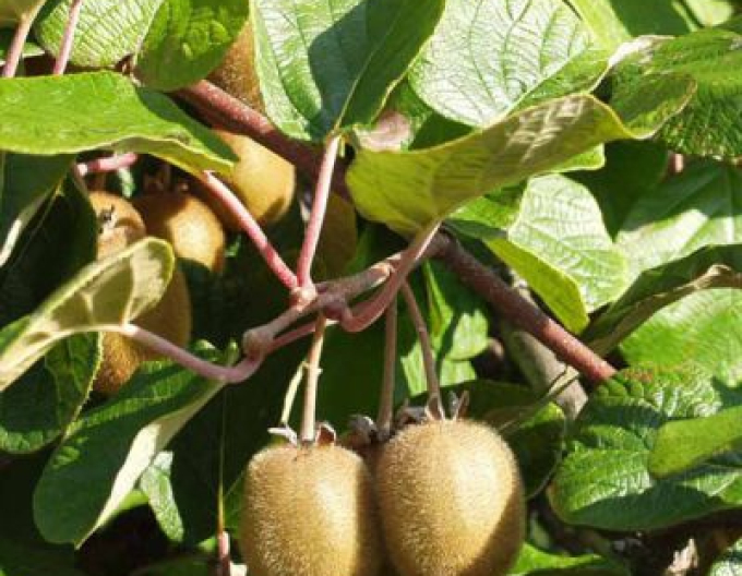 Kiwi ´Hayward´ femeie