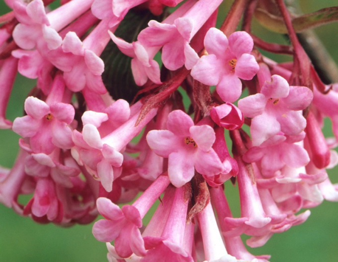 Wiburnum  burkwood Dawn