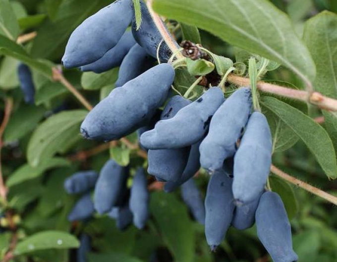 Cătină albastră de Kamceatka Blue Banana