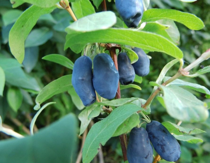Cătină albastră de Kamceatka Blue Banana