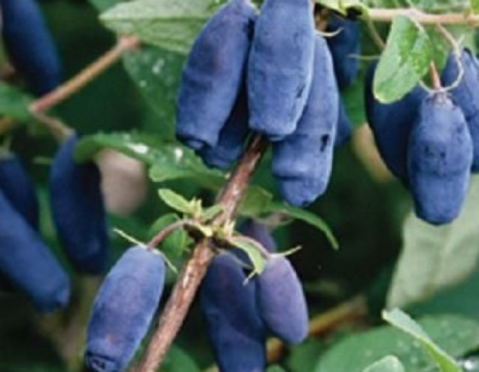 Afin siberian "Yugana