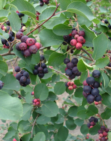 Afin canadian - Amelanchier alnifolia Honeywood