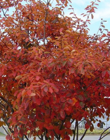 Afin canadian - Amelanchier alnifolia Honeywood