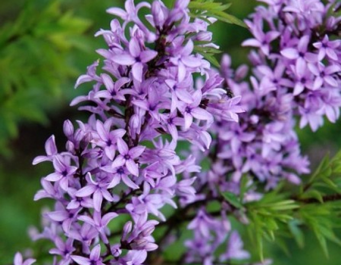 Liliac "Kabul" pomișor