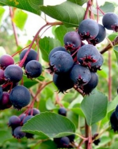 Afin canadian  - Amelanchier alnifolia  ´Northline´
