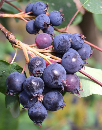 Afin canadian  - Amelanchier alnifolia  ´Northline´