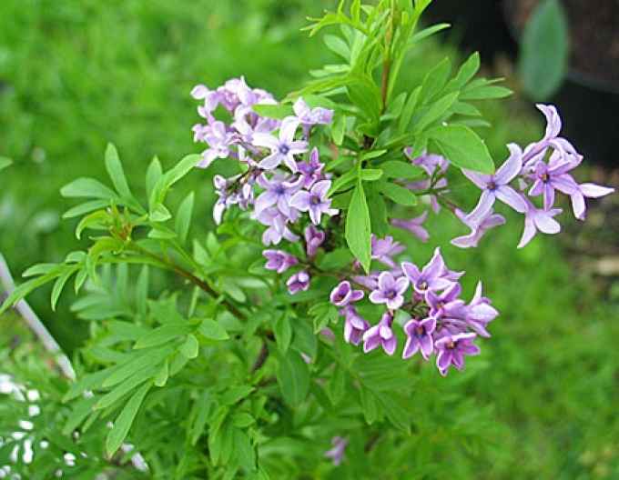 Liliac "Kabul" pomișor