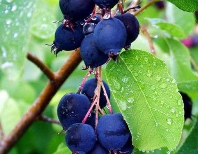 Afin canadian - Amelanchier alnifolia ´Smoky´