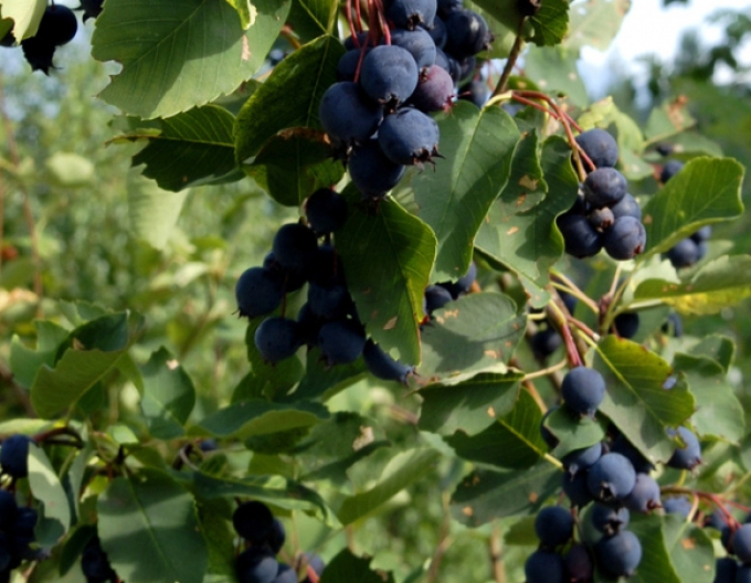 Afin canadian - Amelanchier alnifolia ´Smoky´