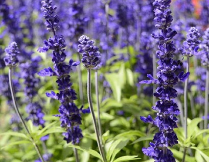 Salvie Synchro Blue
