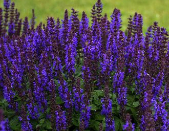 Salvie Synchro Blue