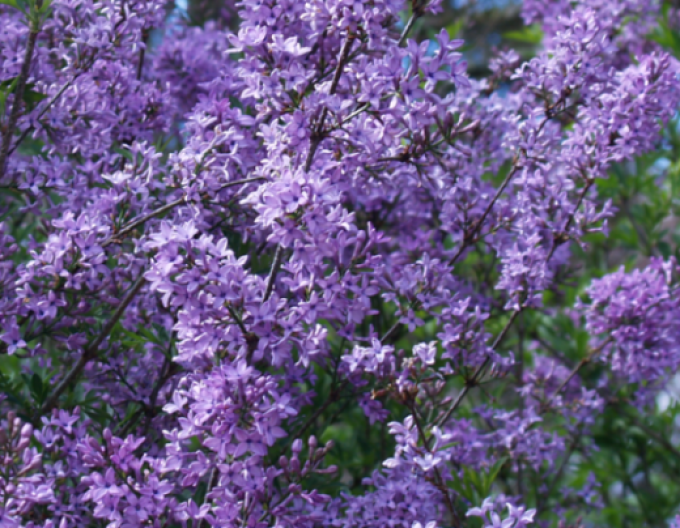 Liliac "Kabul" pomișor