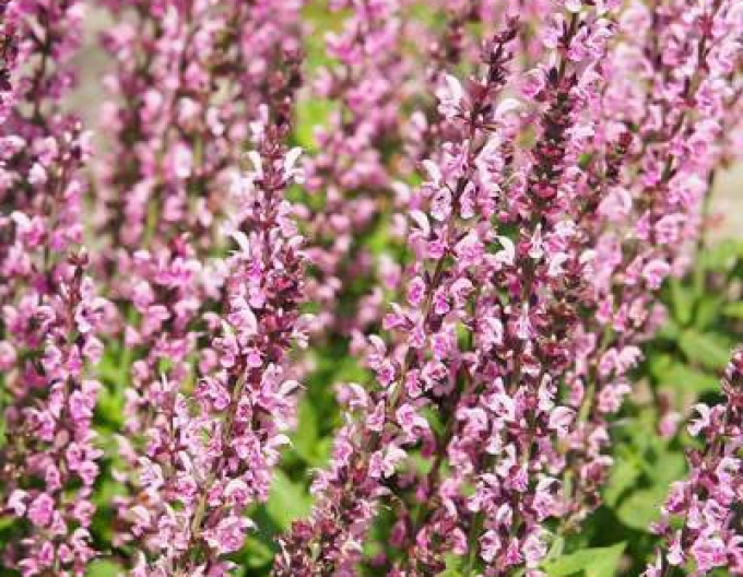 Salvie Synchro Pink