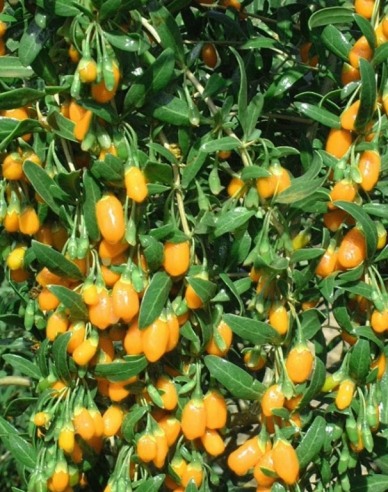 Goji Golden