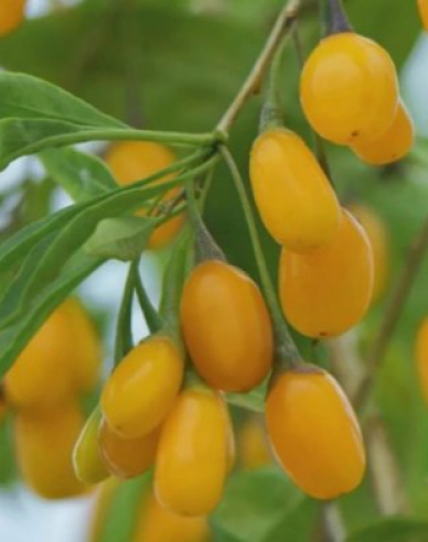 Goji Golden