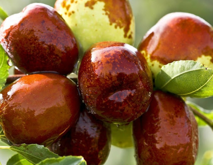 Ziziphus Jujuba