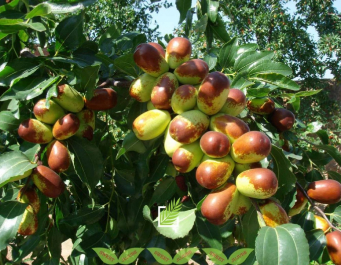 Ziziphus Jujuba