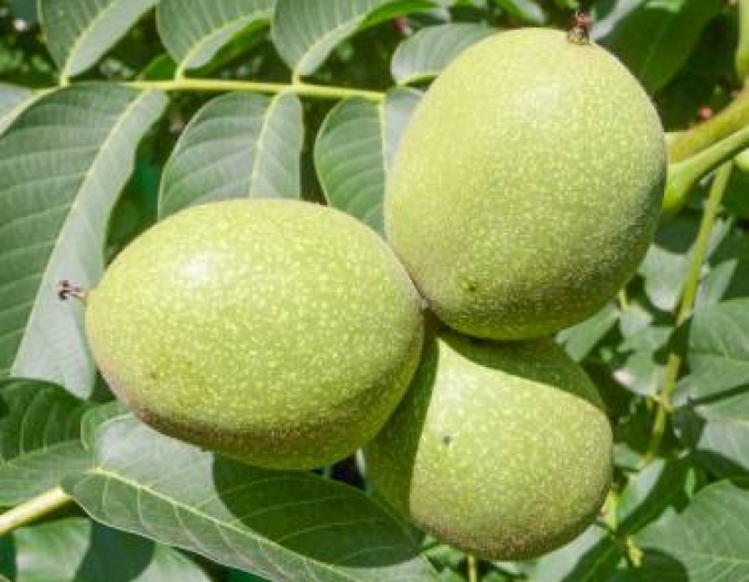 Nuc regal ´Fertilis´