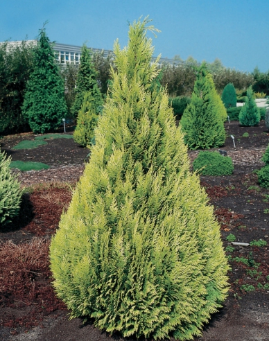 Chamaecyparis junifera "Yvonne"