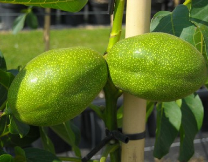 Nuc regal ´Lange Van Lod´