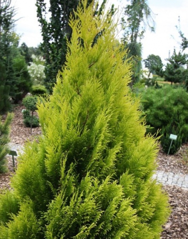Thuja ´4ever Gold´
