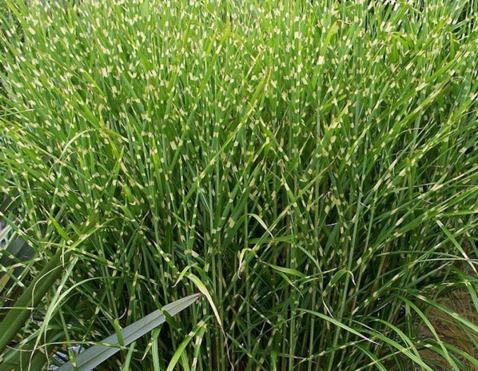 Miscanthus-strictus-dwarf