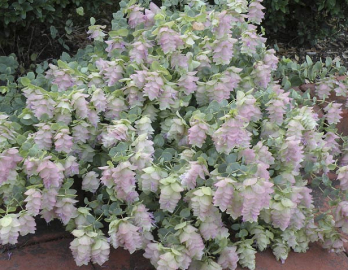 Oregano ornamental "Kent Beauty
