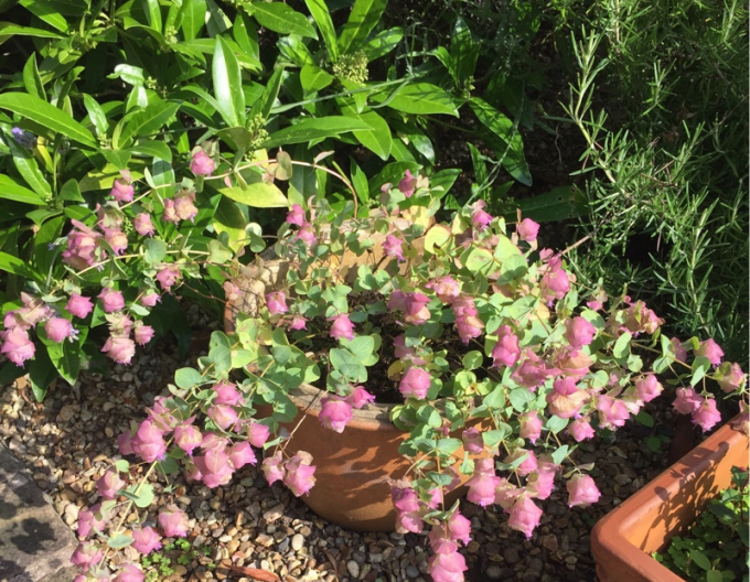 Oregano ornamental "Kent Beauty