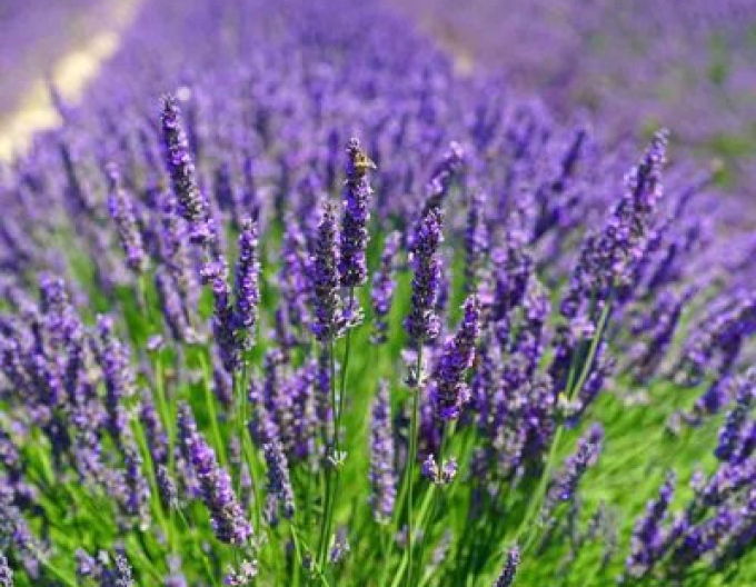 Lavanda ´Hidcote Compact´