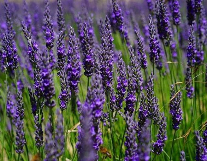 Lavanda ´Hidcote Compact´