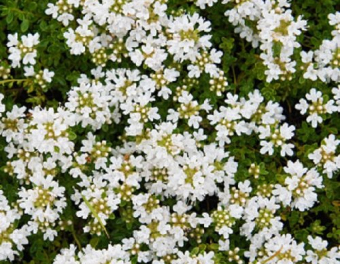 Sunătoare "Albiflorus