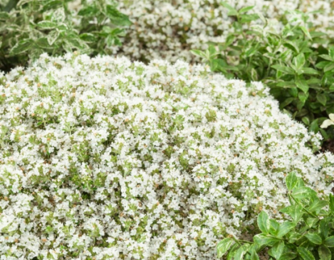 Sunătoare "Albiflorus
