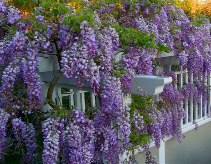 Wisteria înflorită