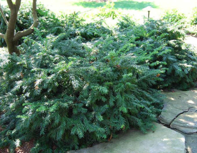 Tisa comună "Repens"