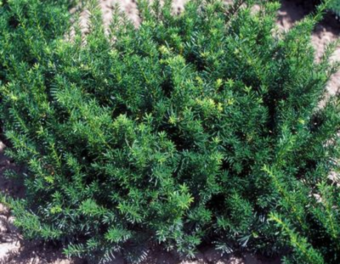 Tisa comună "Repens"