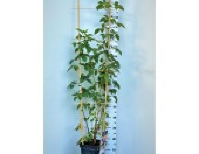 Mure ´NAVAHO´ , cont. 5l