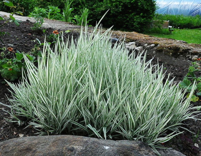 Iarbă ornamentală "Albovariegatus"