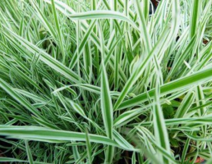 Iarbă ornamentală "Albovariegatus"