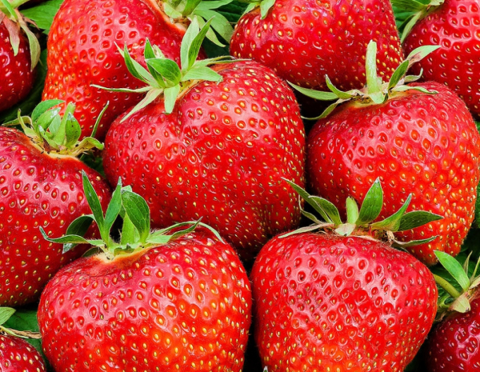 Căpșună ´Ostara´ perenă