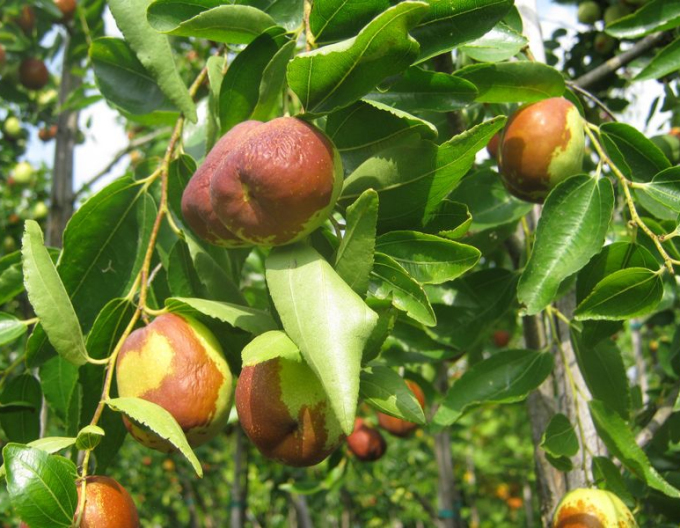 Ziziphus Jujuba DONG ZAO