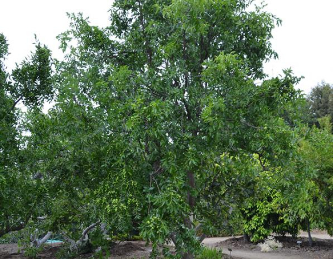 Ziziphus Jujuba DONG ZAO 10 - 15cm