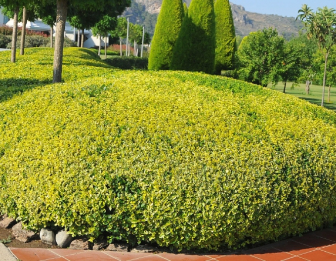 Cioc de pasăre "Aureum